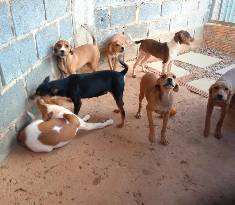 Comissão aprova projeto que garante tarifa social de água para abrigos de proteção animal