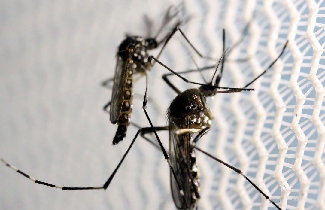 Cariri soma 44 casos notificações de dengue e 14 de chikungunya em 2024
