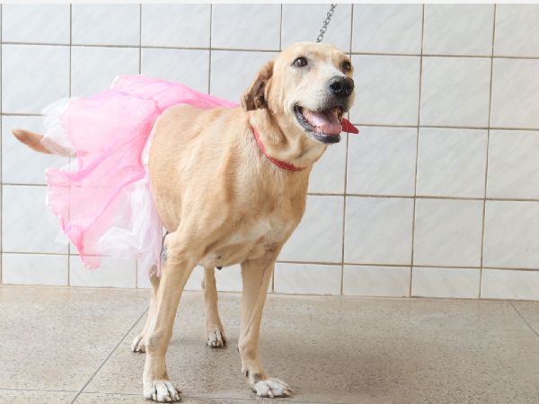 Centro de Zoonoses promove adoção de pets em Juazeiro do Norte