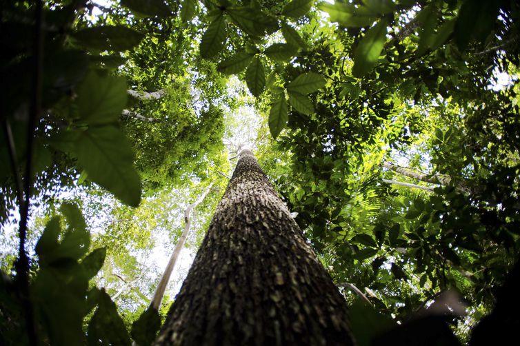 Campanha da Fraternidade de 2025 pede mudança de atitude com meio ambiente