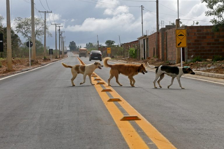 CCJ aprova projeto que cria campanha de conscientização contra o abandono de animais
