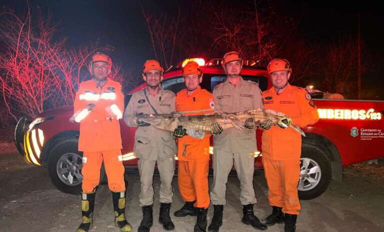 Jacaré de 1,70m é resgatado pelo Corpo de Bombeiros em quintal de casa na zona rural de Canindé