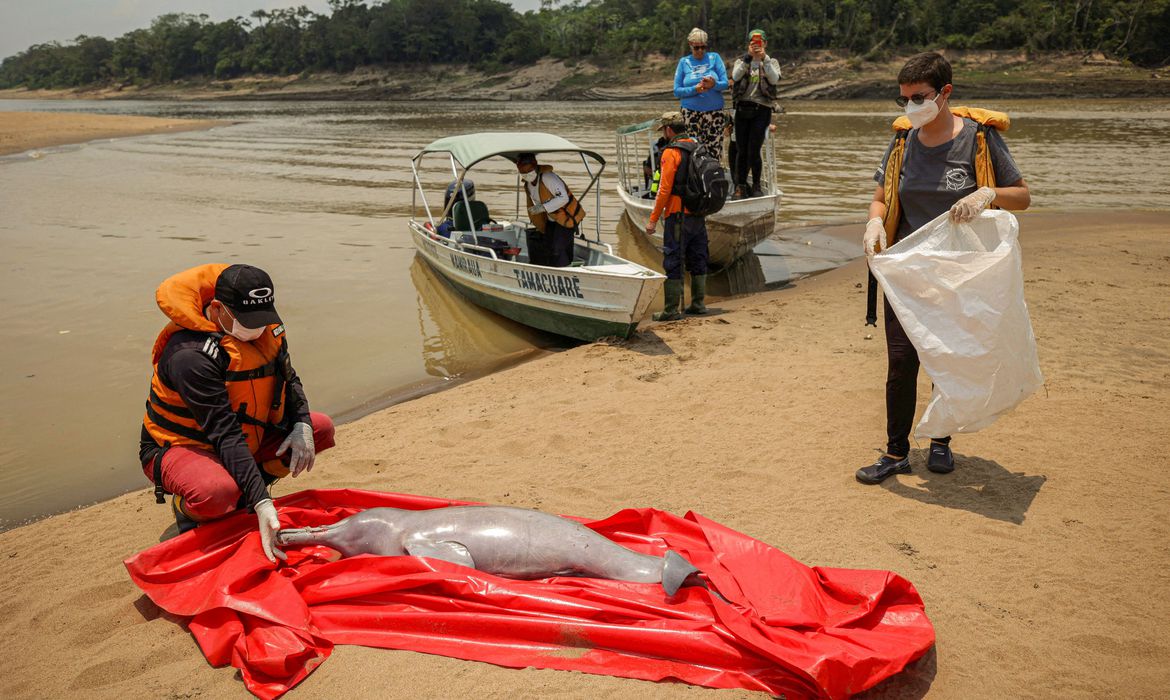 Análises sobre mortes de botos no AM deve sair em até uma semana