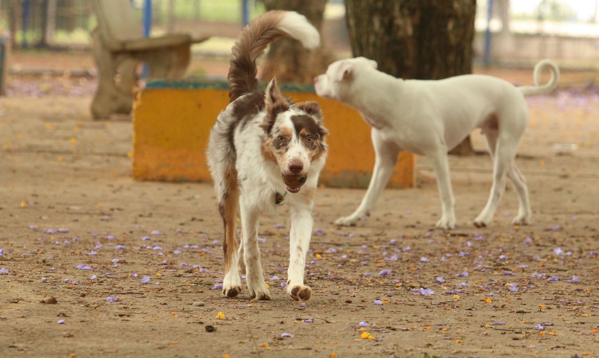 Defesa dos direitos dos animais na região do Cariri será tema de palestra do MPCE em Barbalha