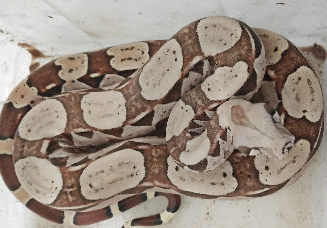 Jiboia é encontrada em quintal de residência na zona rural de Juazeiro do Norte