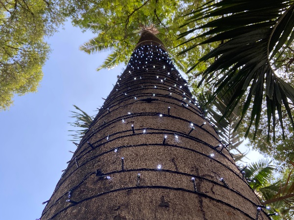 Crato inaugura decoração de Natal nesta quinta-feira, na praça da Sé