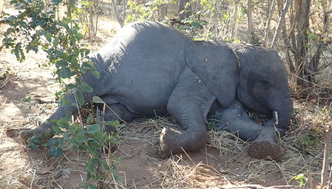 Cientistas apontam bactéria como a causadora da morte de mais de 350 elefantes africanos