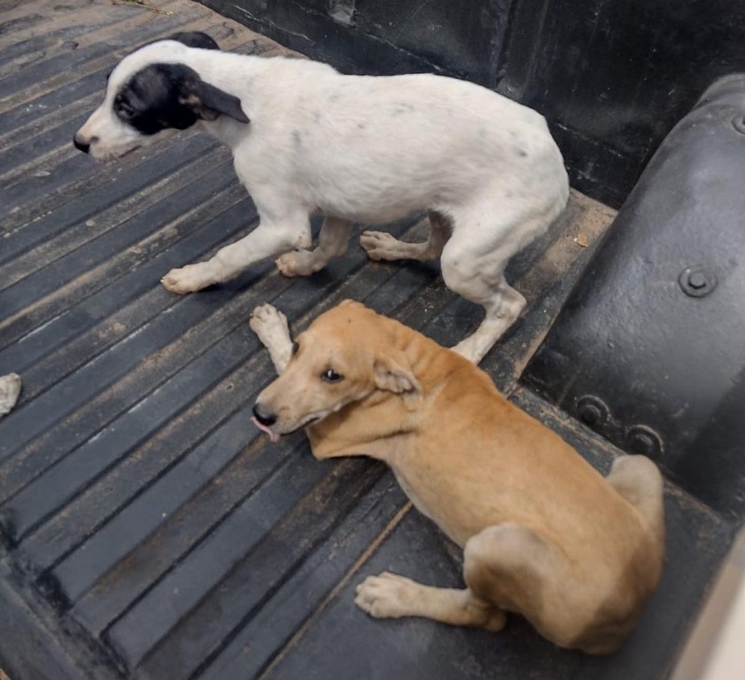 Prefeitura de Juazeiro do Norte abre procedimento contra servidor que usou carro da Seagri para abandonar cachorros