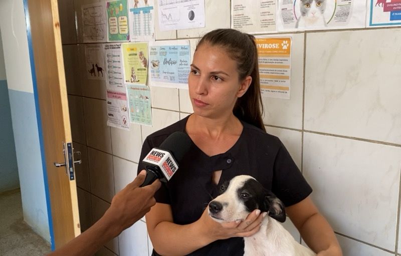 Cães que foram abandonados por servidor público recebem tratamento do Centro de Zoonoses em Juazeiro