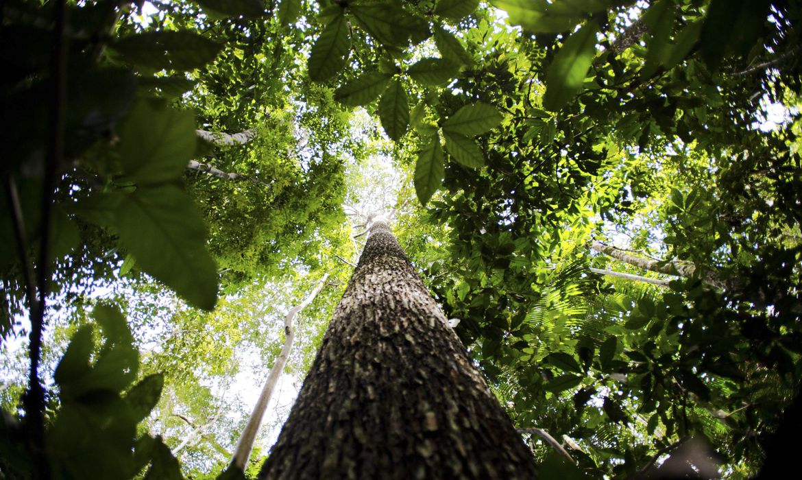 Preservação de biomas em terras indígenas é 31% maior, diz ISA