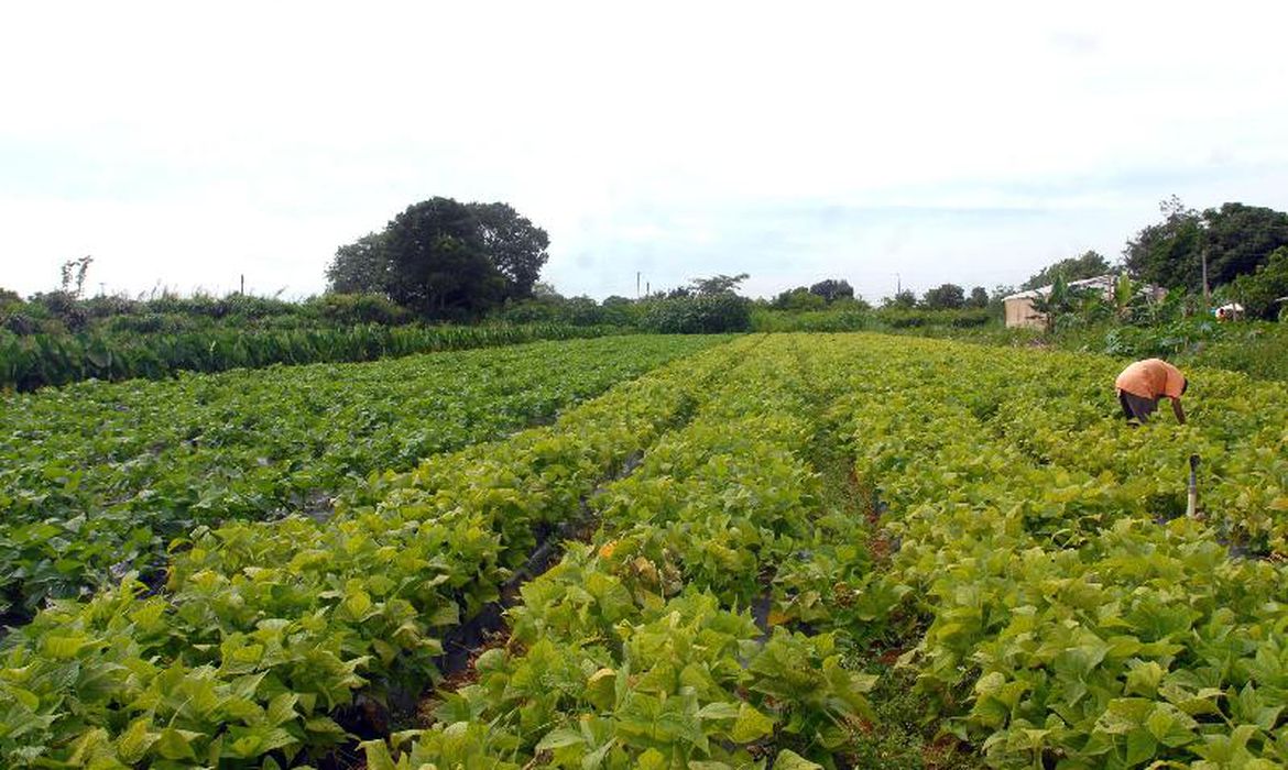 Moradores do campo ainda são mais afetados por insegurança alimentar