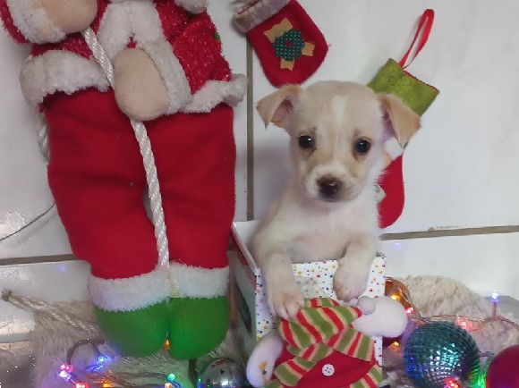 Mutirão “AUmigo” oferece adoção e vacinação de pets gratuitamente em Juazeiro do Norte