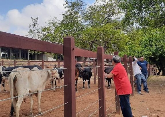 Mais de 70% do rebanho bovino do Crato já foi vacinado contra a Febre Aftosa em 2023