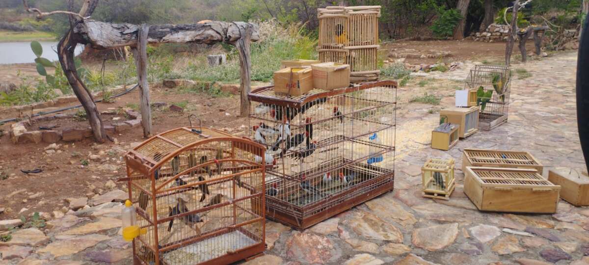 Polícia Ambiental realiza soltura de animais silvestres apreendidos em Potengi