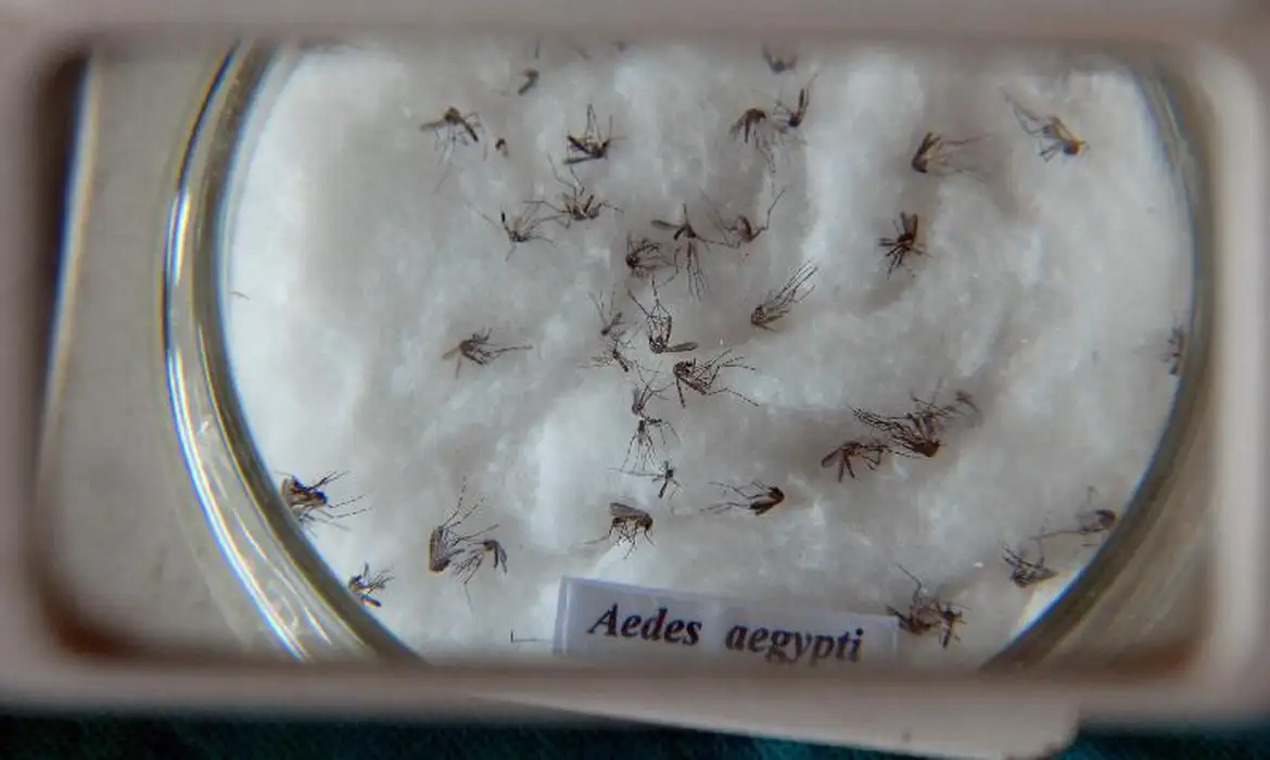 Casos de dengue em 2024 passam de 6,4 milhões; mortes somam 5,9 mil