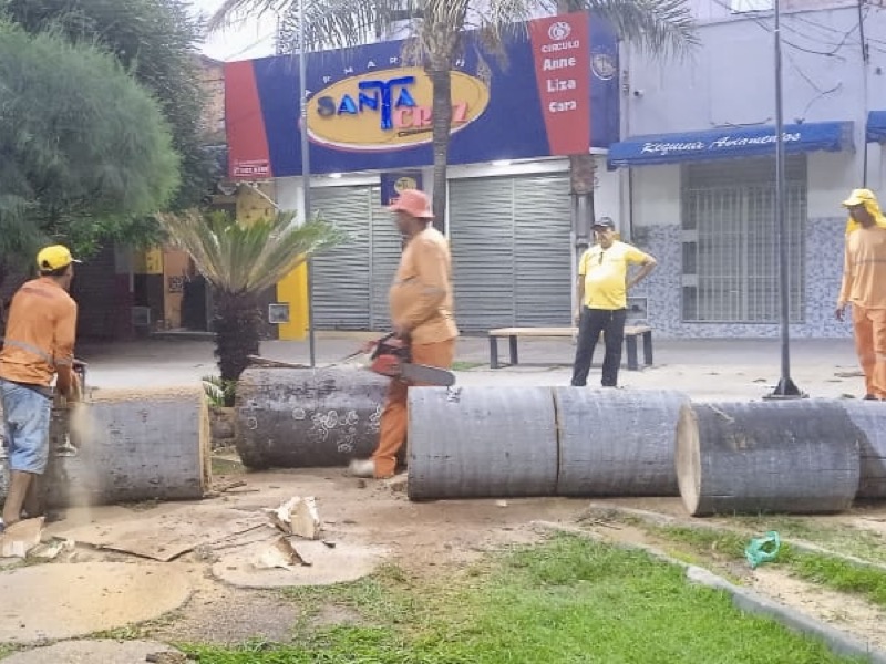 Prefeitura do Crato retira árvores mortas das praças centrais, para prevenir acidentes