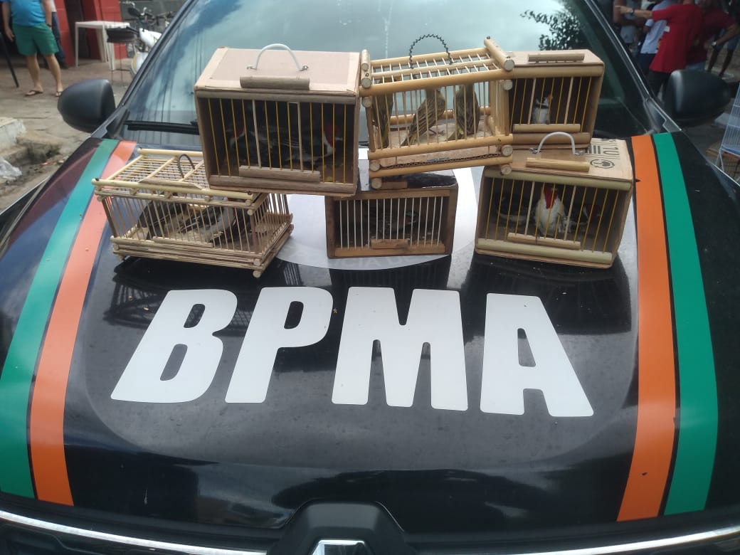 Polícia de Meio Ambiente resgata 14 pássaros silvestres de comércio ilegal em Juazeiro do Norte
