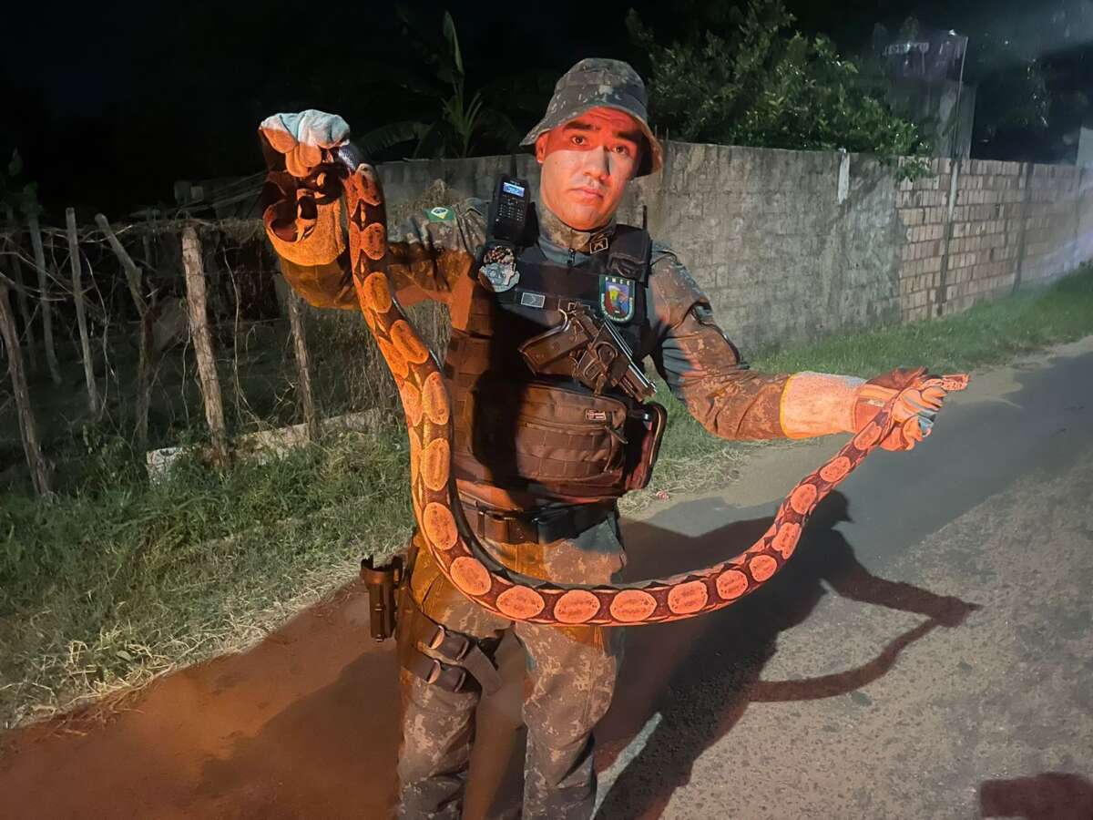Polícia Militar resgata jiboia em residência no município de Barbalha