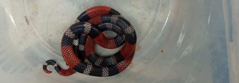 Polícia resgata cobra venenosa em Parque Ecológico de Juazeiro do Norte