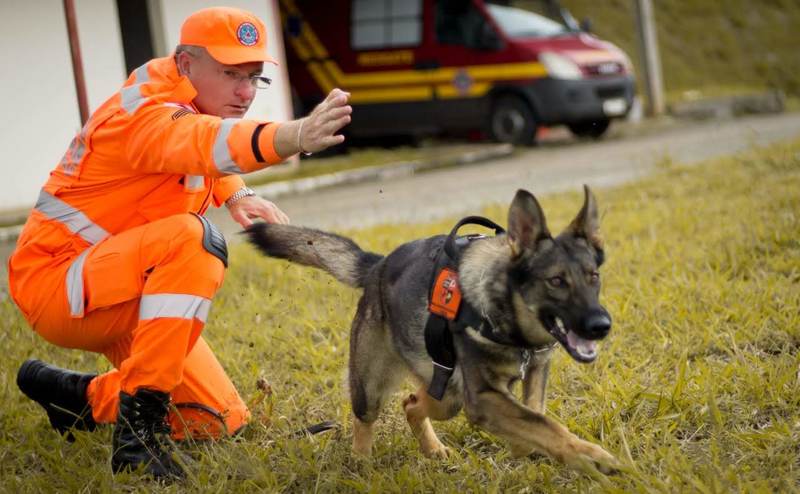 Comissão aprova projeto que prevê uso de GPS por cães de resgate