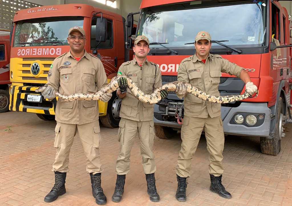 Corpo de Bombeiros resgata jiboia no Crato