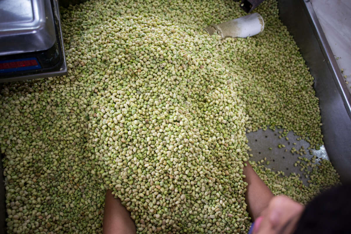 Chuvas reduzem preço do feijão verde na Ceasa em Maracanaú