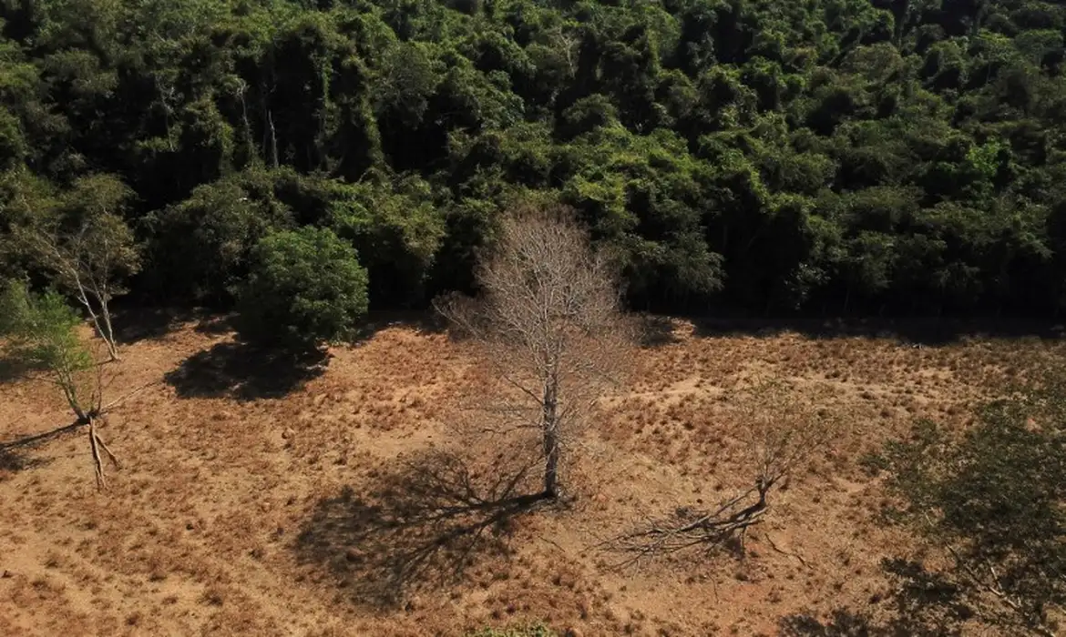 Cerrado perde em janeiro área equivalente à de Maceió