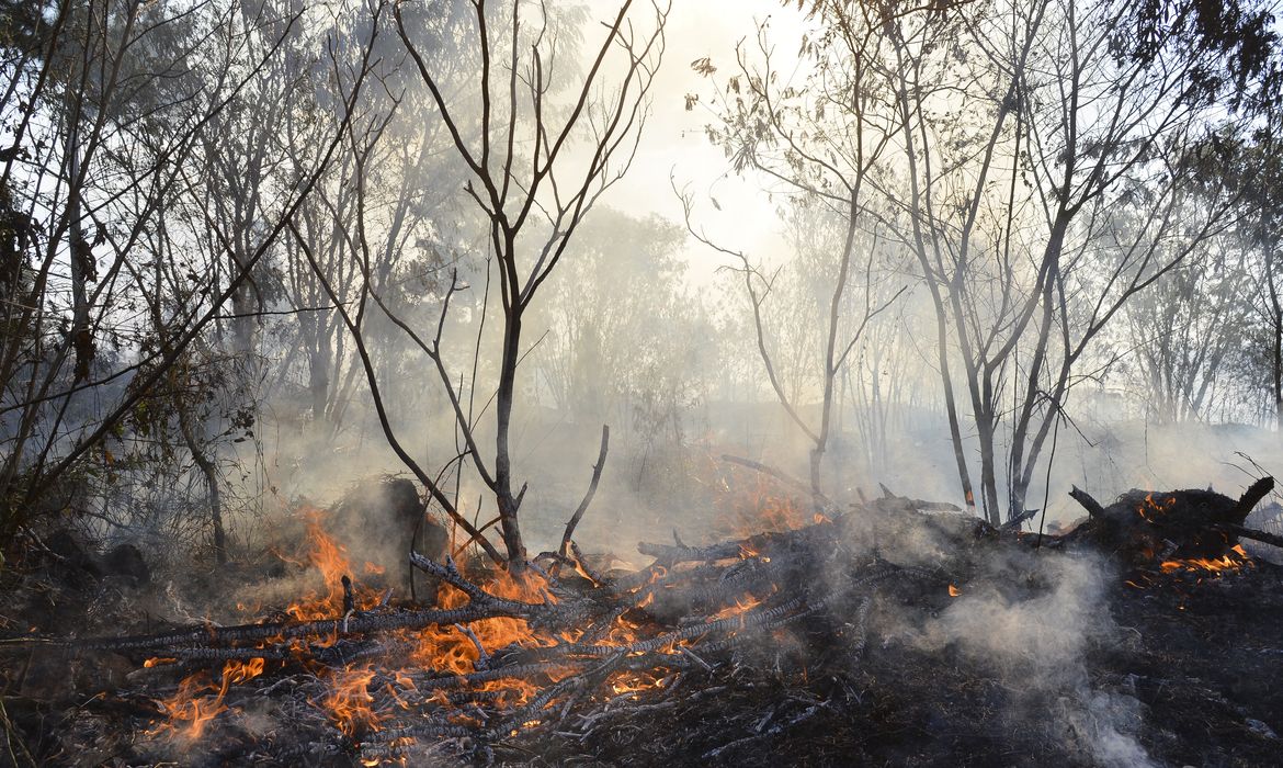 Crise climática pode provocar nova extinção em massa, diz pesquisador