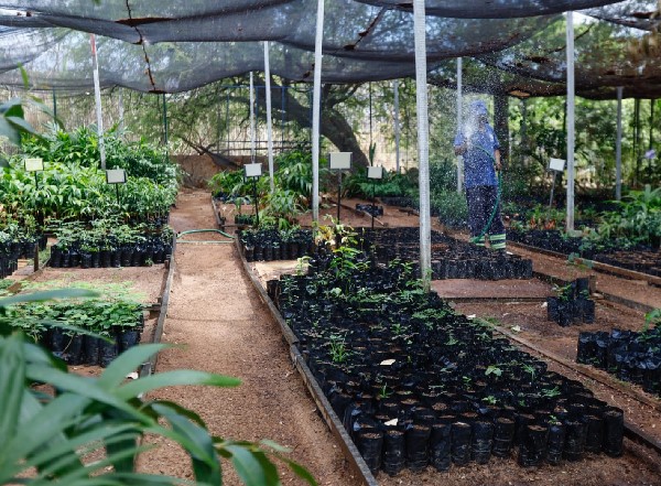 Patas e Plantas: novo projeto da Semasp de Juazeiro une causa animal e sustentabilidade ambiental