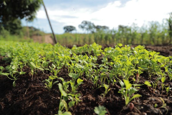 SEAGRI promove I Feira de Agricultura Familiar em Juazeiro do Norte nesta quinta (8)