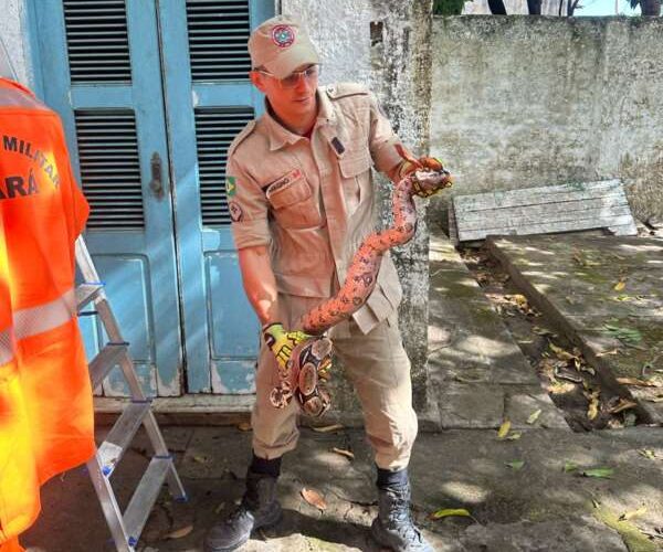 Corpo de Bombeiros do Ceará resgata mais de 6 mil animais no primeiro semestre de 2024
