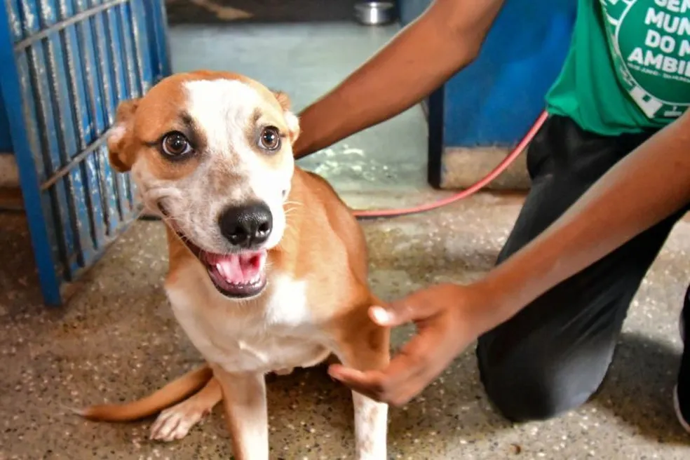 Coordenação do Bem-estar animal convoca ONGs e protetores independentes para atualização cadastral, em Crato