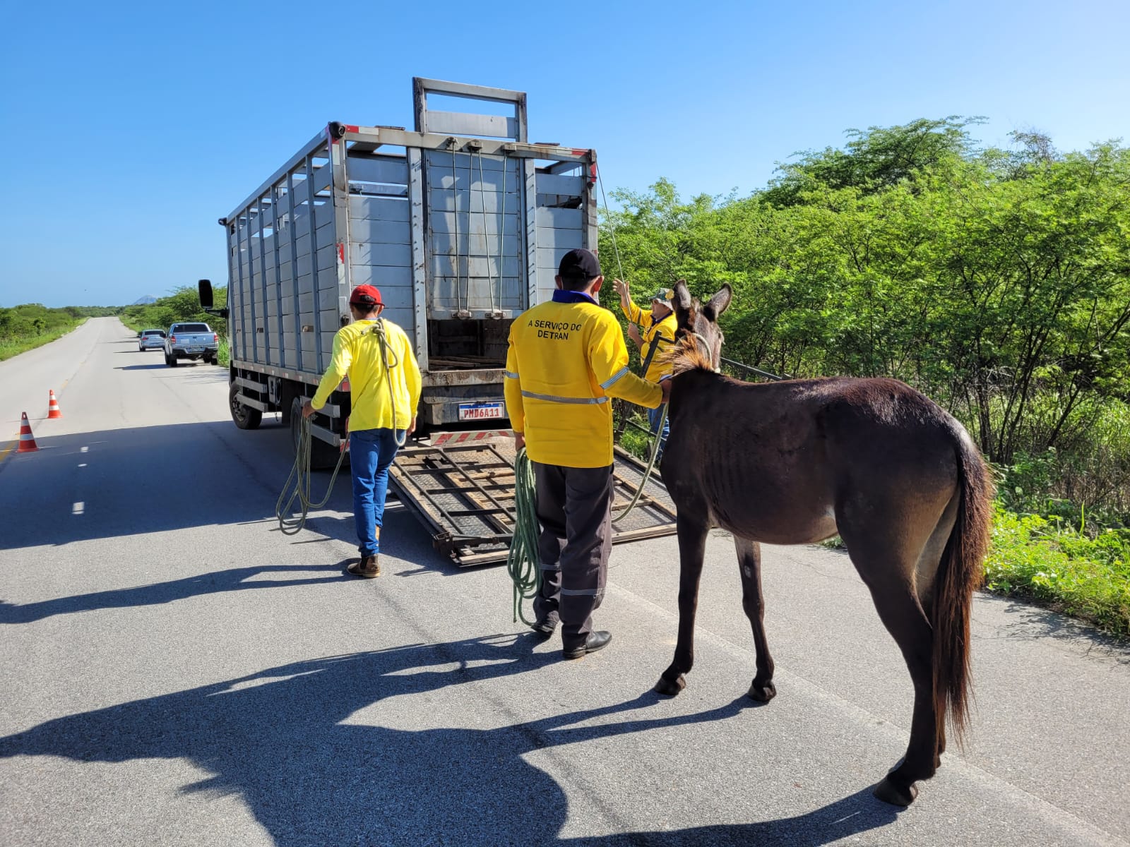 Detran resgata mais de 1.500 animais às margens das CEs no 1º semestre de 2024