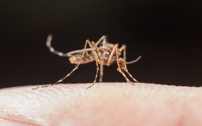 Dengue: sorotipo 3 volta a circular no Brasil depois de 17 anos