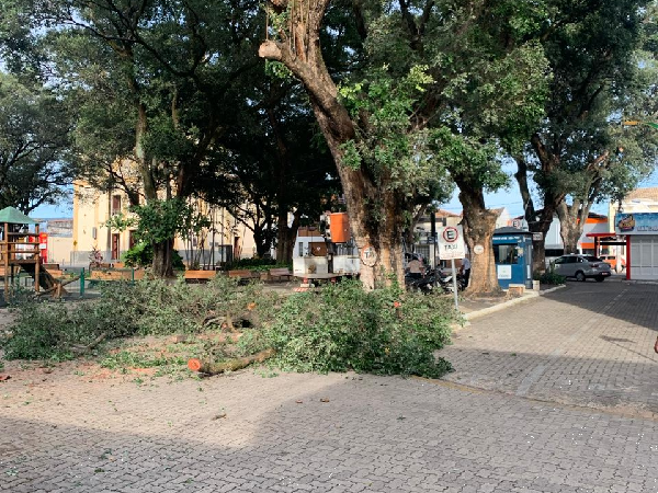 Com as chuvas, Prefeitura do Crato intensifica poda de árvores para prevenir acidentes
