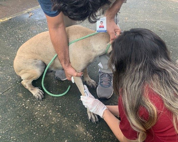 Centro de Zoonoses lança programa de busca ativa para leishmaniose