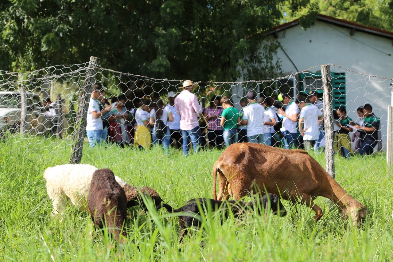 IFCE Crato abre inscrições para especialização gratuita em Produção Animal no Semiárido