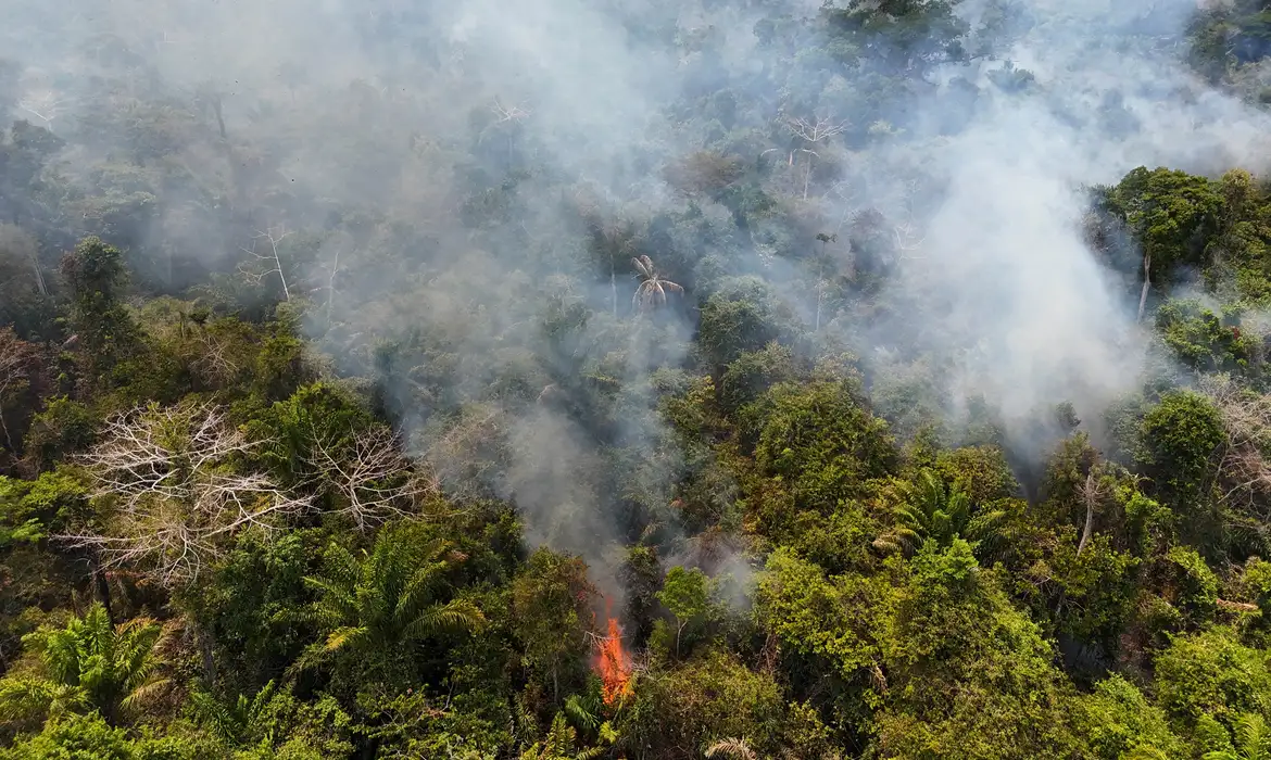 Cobertura florestal mundial perde 3,7 milhões de hectares em 2023