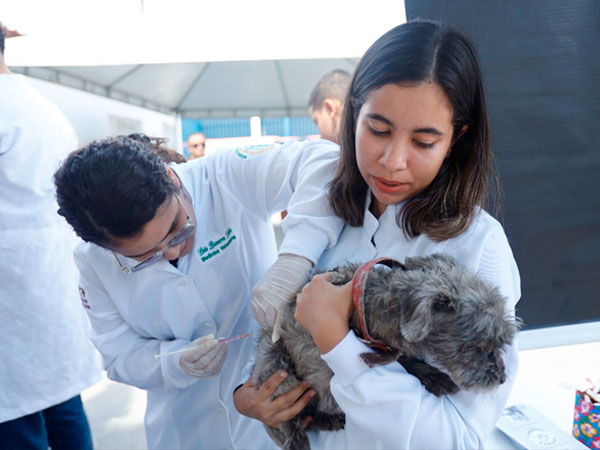 Centro de Zoonoses de Juazeiro do Norte realiza mais de 300 testes de Leishmaniose em 2024