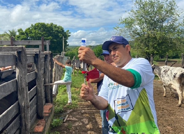 Crato avança com 65% do rebanho bovino imunizado contra aftosa