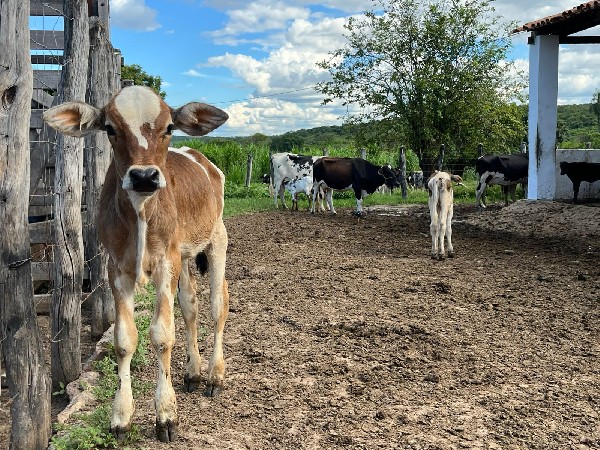 Febre Aftosa: Crato vacinará cerca de 26 mil bovinos e bubalinos