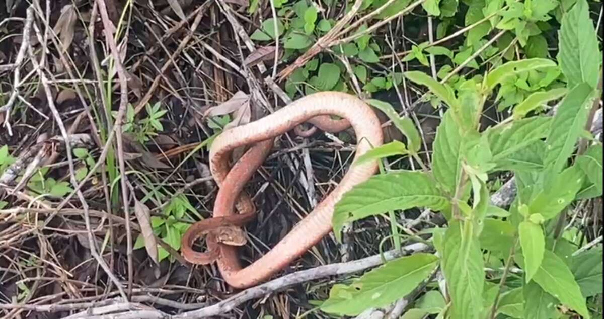 Polícia Ambiental resgata cobra salamanta em uma residência no município de Abaiara