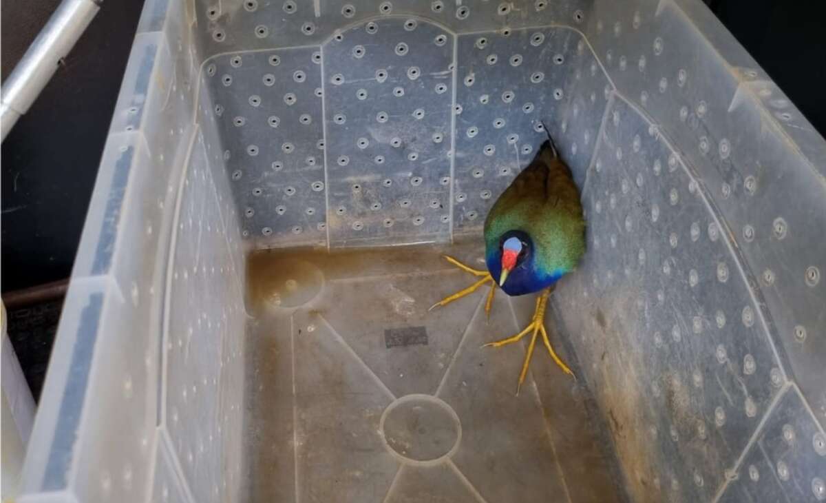 Polícia resgata frango-d’água-azul encontrado dentro de residência em Juazeiro do Norte