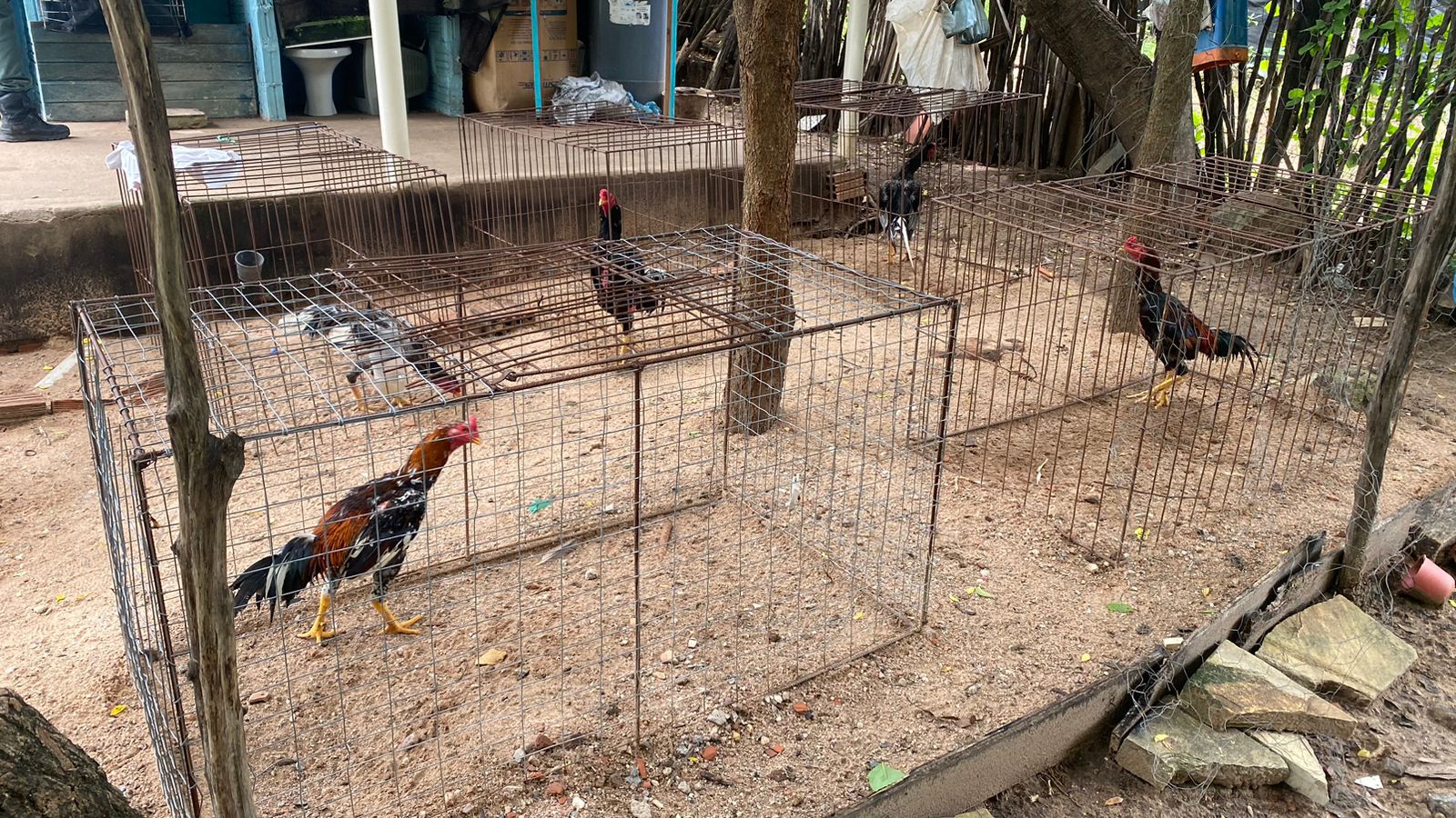 Polícia Militar fecha rinha de galo, prende responsáveis e recupera cerca de 30 aves em Nova Olinda