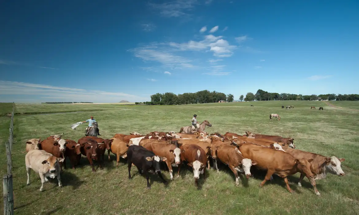 Subsídios da União Europeia favorecem pecuária em detrimento da agricultura