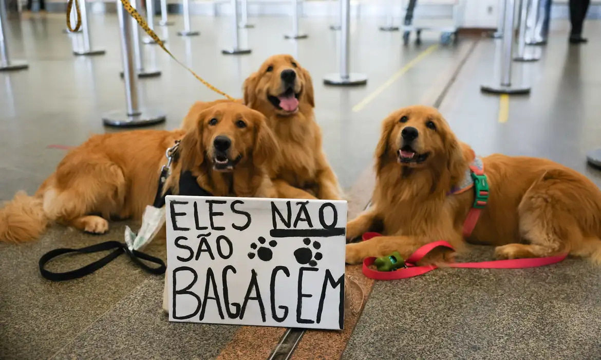 Senado aprova regras para transporte aéreo de animais