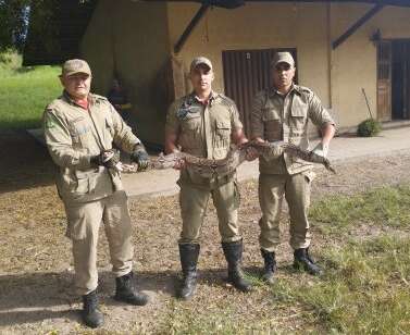 Bombeiros militares resgatam jiboia de 2,5 m de comprimento em Crato