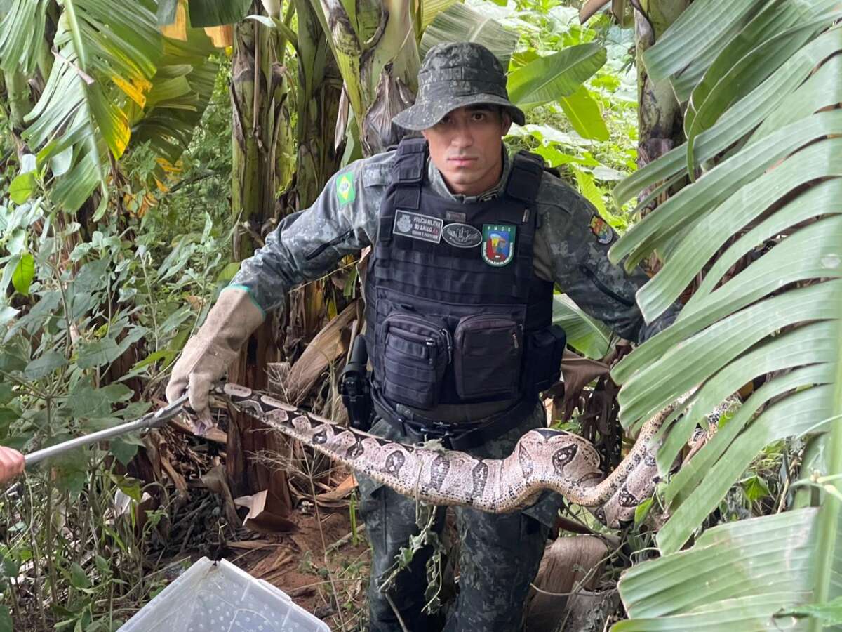 Polícia Militar resgata jiboia em residência no município de Juazeiro do Norte