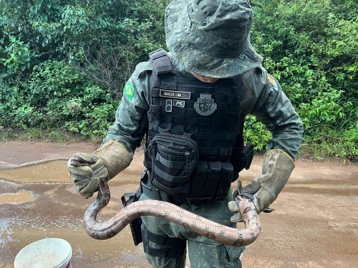Polícia resgata jiboia em residência no município de Barbalha