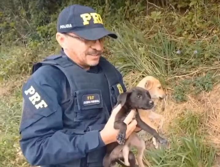 Filhotes de cães são resgatados por policiais após serem abandonados em caixa às margens de rodovia em Milagres